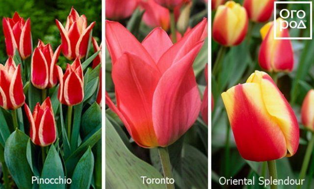 15 основных видов тюльпанов - все у вас есть