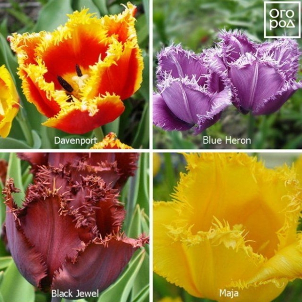 15 основных видов тюльпанов - все у вас есть