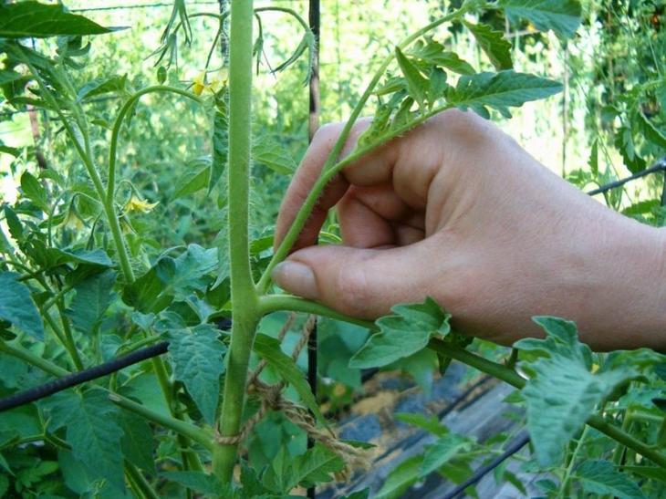 15 секретов, как вырастить хороший урожай томатов в открытом грунте и в теплице