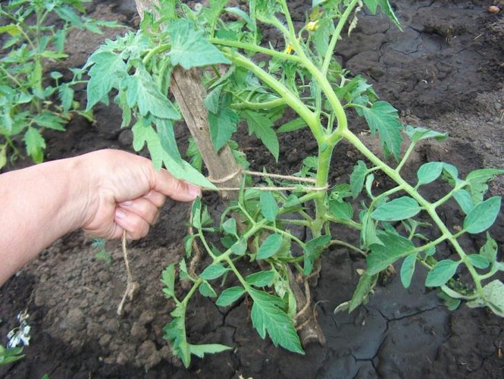 15 секретов, как вырастить хороший урожай томатов в открытом грунте и в теплице