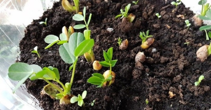 9 эффективных лайфхаков, которые заставят растения расти как грибы