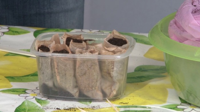 9 эффективных лайфхаков, которые заставят растения расти как грибы
