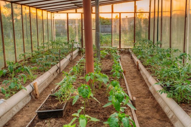 Что можно посадить рядом с томатами в теплицах и открытом грунте
