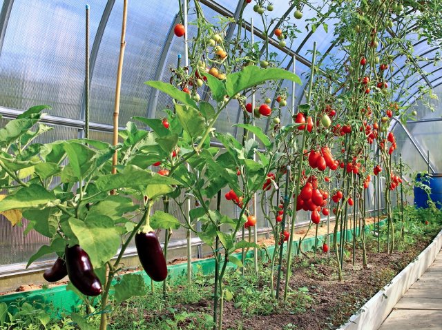 Что можно посадить рядом с томатами в теплицах и открытом грунте