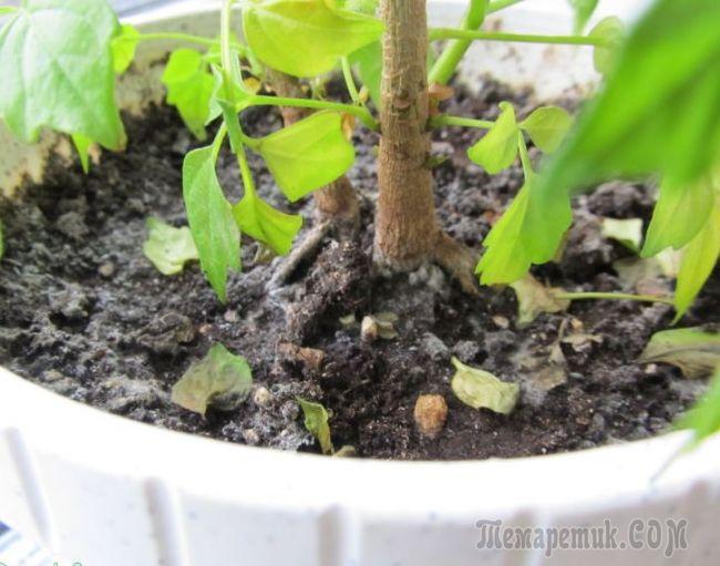 Цветок Радермахера: секреты правильного ухода за растением в домашних условиях