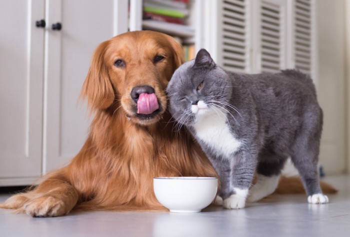 Как избавиться от запаха и пятен мочи домашних животных