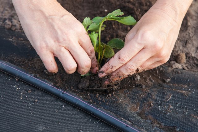 Как посадить клубнику под спанбонд или пленку