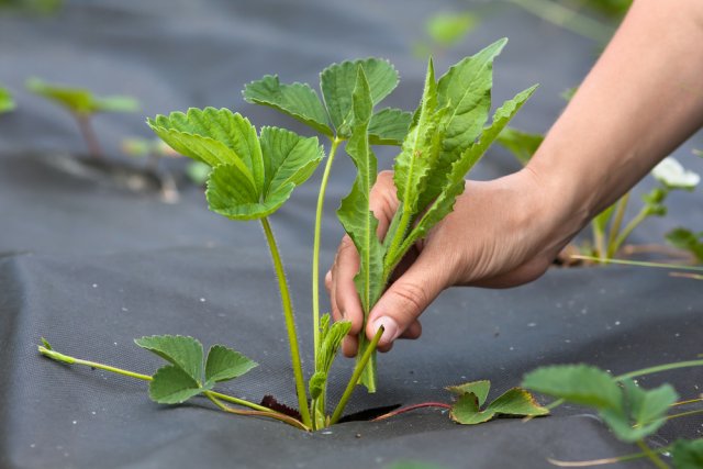 Как посадить клубнику под спанбонд или пленку