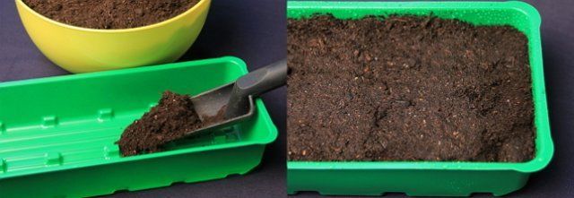 Как вырастить рассаду петунии из семян в домашних условиях