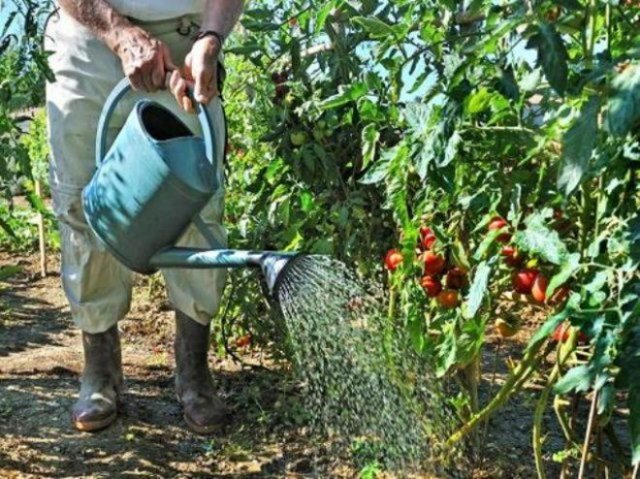 Народные подкормки помидоров и огурцов — проверенные рецепты