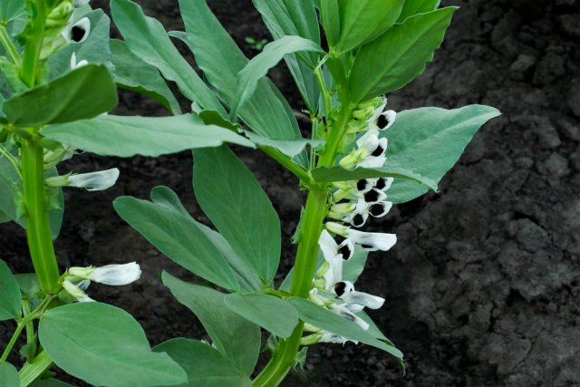 Не только сидераты - как и зачем выращивать черную фасоль