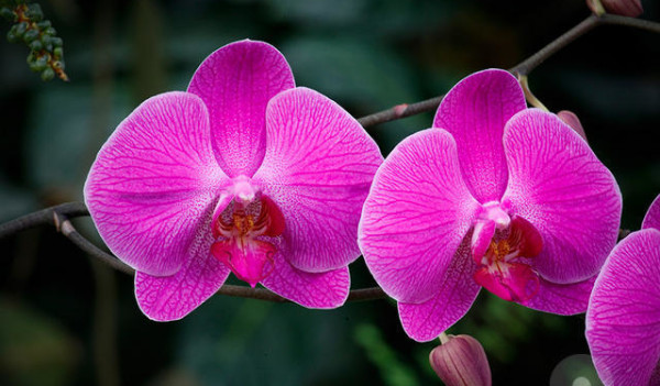 Особенности ухода за розовой орхидеей фаленопсис