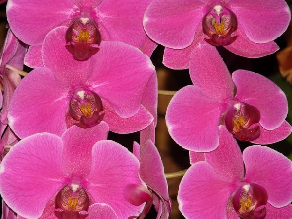 Особенности ухода за розовой орхидеей фаленопсис