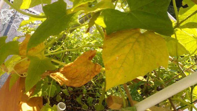 Почему желтеют и сохнут листья огурцов и что с этим делать
