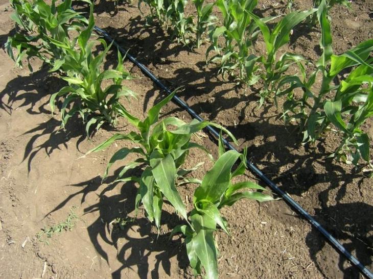 Посадка кукурузы в открытый грунт: как получить хороший урожай с минимальным уходом