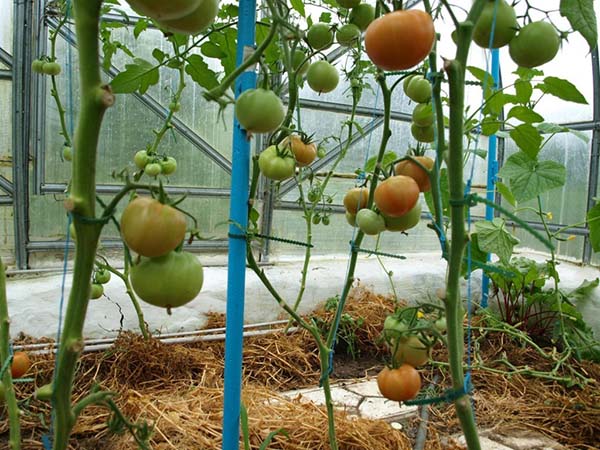 Способы ускорения созревания томатов в теплице и открытом грунте