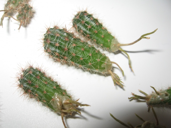 Технология посадки кактуса из отростка в горшок