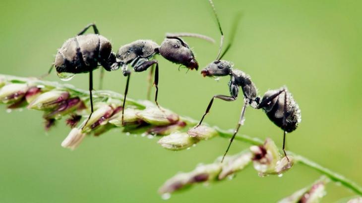 ТОП-9 самых эффективных способов борьбы с муравьями в саду