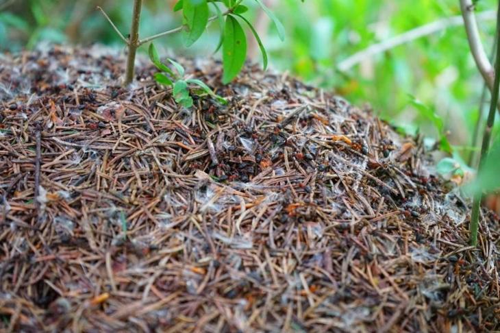 ТОП-9 самых эффективных способов борьбы с муравьями в саду