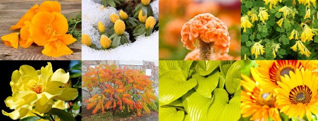 Участок в желто-оранжевых тонах: растения, акценты и особенности