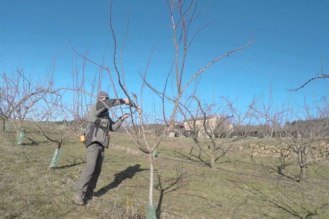 выращивание абрикосов в средней полосе – как добиться хорошего урожая в неблагоприятных условиях
