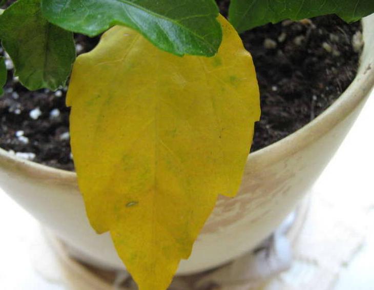 Почему желтеют и опадают листья гибискуса