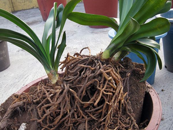 Что делать, если сохнут корни у комнатной орхидеи