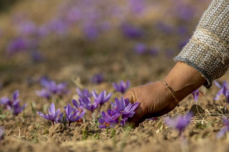 Благородная пряность шафран из цветка в Кашмире