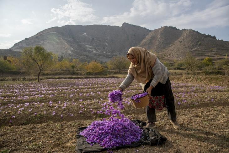 Благородная пряность шафран из цветка в Кашмире