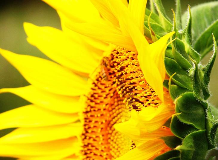 Из истории подсолнуха - цветка солнца