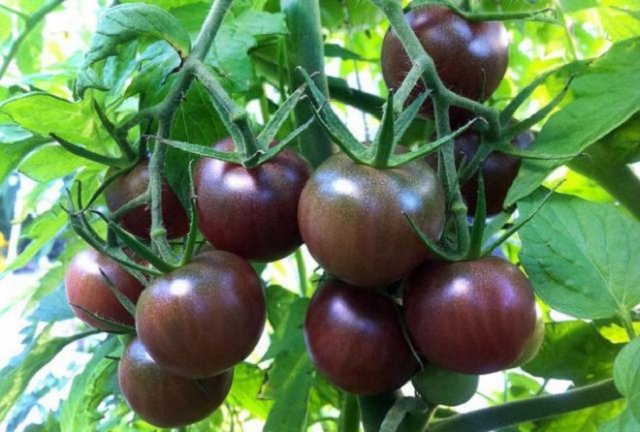 Лучшие сорта черных томатов: красота и польза в бутылке