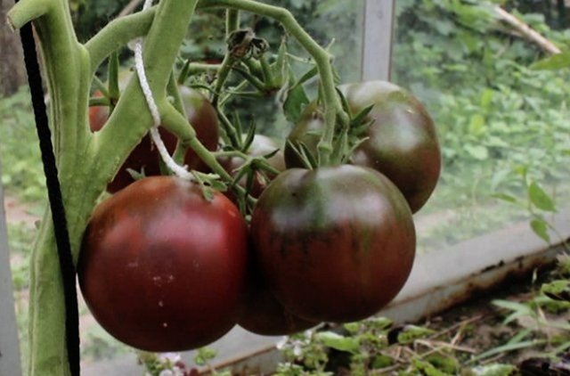 Лучшие сорта черных томатов: красота и польза в бутылке