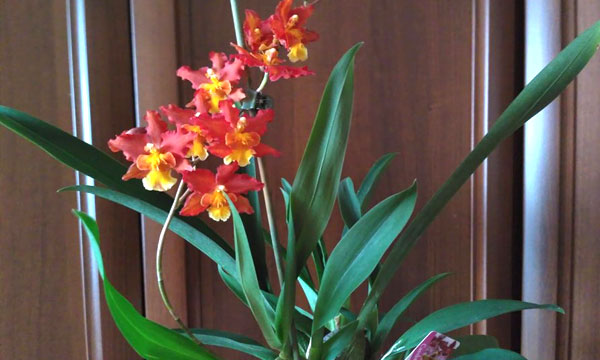 Орхидея камбрия — уход в домашних условиях