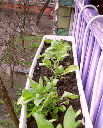 Советы по выращиванию рассады на балконе или подоконнике
