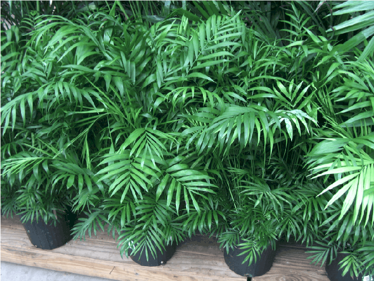 Выращивание бамбуковой пальмы в домашних условиях