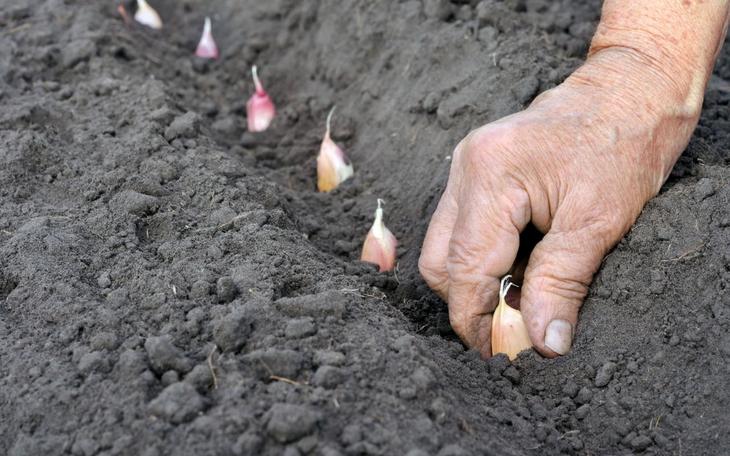 Как посадить чеснок под зиму и получить богатый урожай
