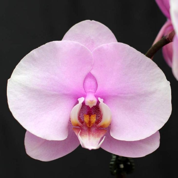 Пелорическая орхидея: фото, сорта и уход в домашних условиях