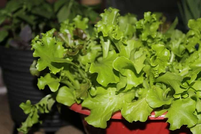 Правила выращивания салата на подоконнике и в саду